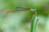 J01_2032 Ceriagrion cerinorubellum